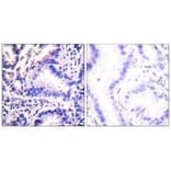 Immunohistochemistry - Synuclein γ Antibody from Signalway Antibody (33493) - Antibodies.com