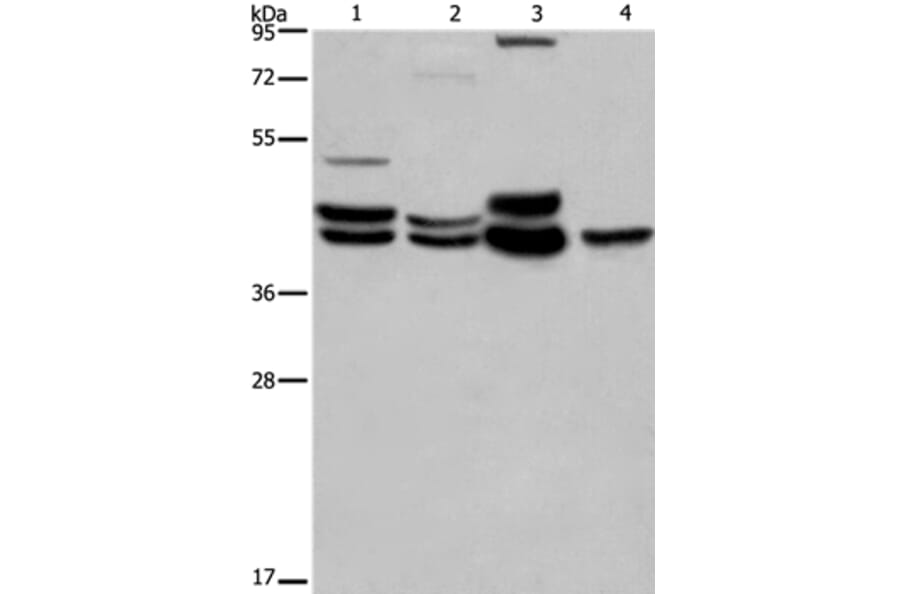 MAPK1/MAPK3 Antibody from Signalway Antibody (36846) - Antibodies.com