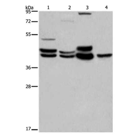 MAPK1/MAPK3 Antibody from Signalway Antibody (36846) - Antibodies.com