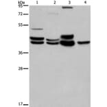 MAPK1/MAPK3 Antibody from Signalway Antibody (36846) - Antibodies.com