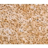 Immunohistochemistry - MAPK1/MAPK3 Antibody from Signalway Antibody (36846) - Antibodies.com