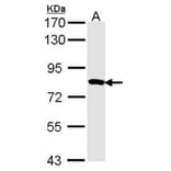 Myotubularin related protein 2 antibody from Signalway Antibody (22402) - Antibodies.com