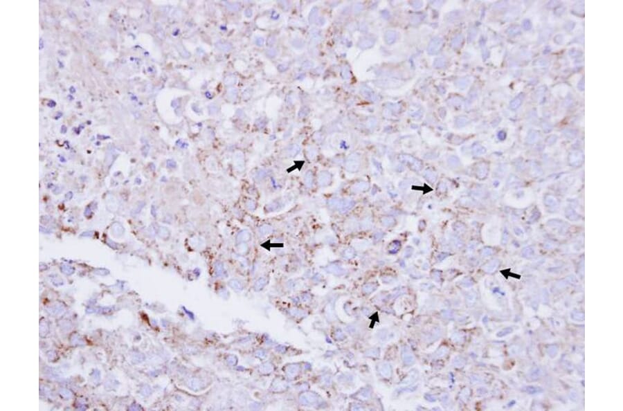 Immunohistochemistry - Myotubularin related protein 2 antibody from Signalway Antibody (22402) - Antibodies.com