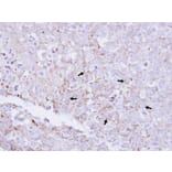 Immunohistochemistry - Myotubularin related protein 2 antibody from Signalway Antibody (22402) - Antibodies.com