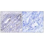 Immunohistochemistry - Nuclear Receptor NR4A1 (Ab-351) Antibody from Signalway Antibody (33181) - Antibodies.com