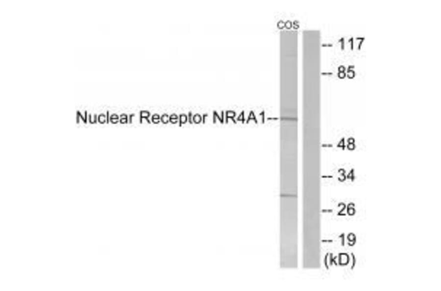 Western blot - Nuclear Receptor NR4A1 (Ab-351) Antibody from Signalway Antibody (33181) - Antibodies.com