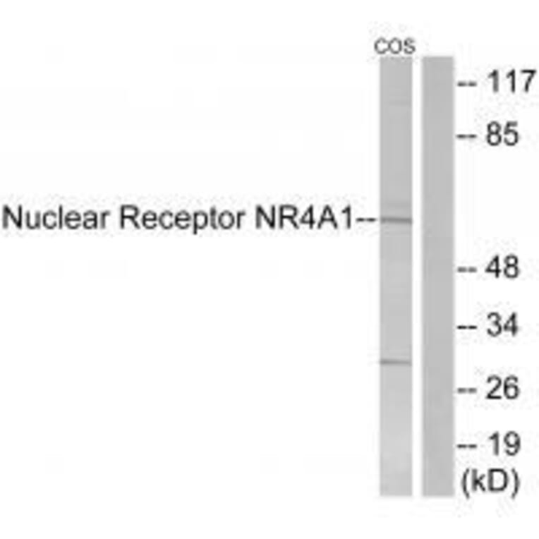Western blot - Nuclear Receptor NR4A1 (Ab-351) Antibody from Signalway Antibody (33181) - Antibodies.com