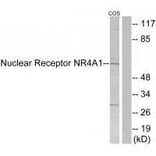 Western blot - Nuclear Receptor NR4A1 (Ab-351) Antibody from Signalway Antibody (33181) - Antibodies.com
