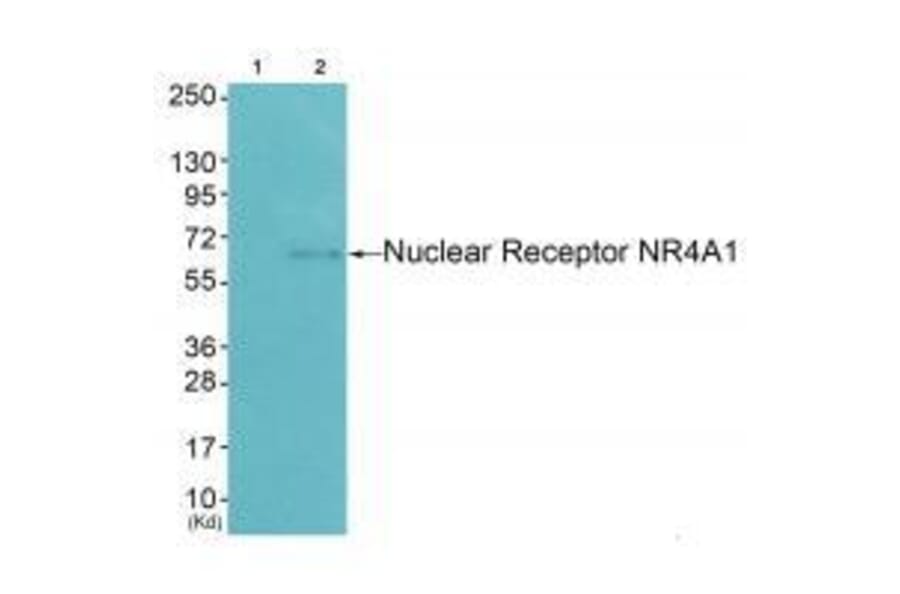 Western blot - Nuclear Receptor NR4A1 (Ab-351) Antibody from Signalway Antibody (33181) - Antibodies.com