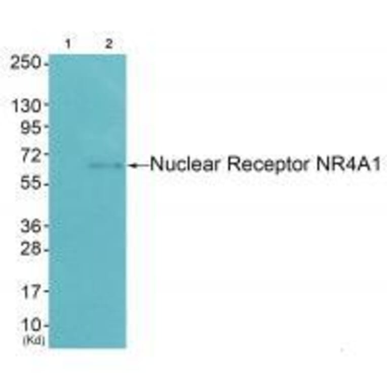 Western blot - Nuclear Receptor NR4A1 (Ab-351) Antibody from Signalway Antibody (33181) - Antibodies.com