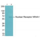 Western blot - Nuclear Receptor NR4A1 (Ab-351) Antibody from Signalway Antibody (33181) - Antibodies.com
