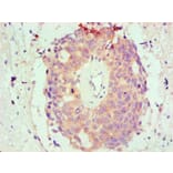 Immunohistochemistry - Bcl-2-like protein 1 Monoclonal Antibody from Signalway Antibody (42016) - Antibodies.com