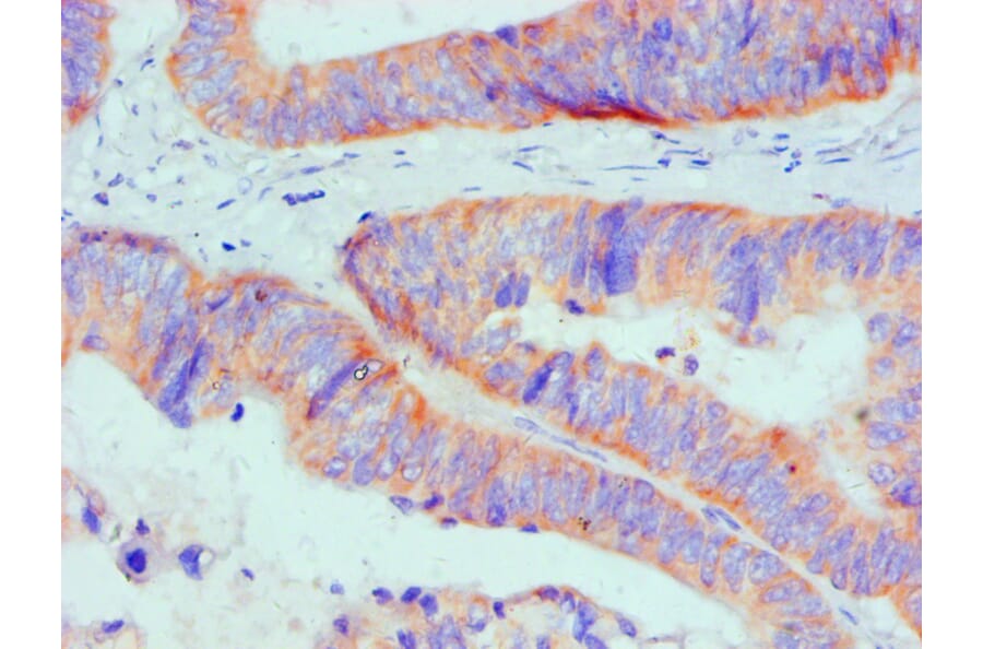 Immunohistochemistry - Bcl-2-like protein 1 Monoclonal Antibody from Signalway Antibody (42016) - Antibodies.com