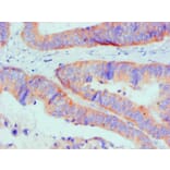 Immunohistochemistry - Bcl-2-like protein 1 Monoclonal Antibody from Signalway Antibody (42016) - Antibodies.com