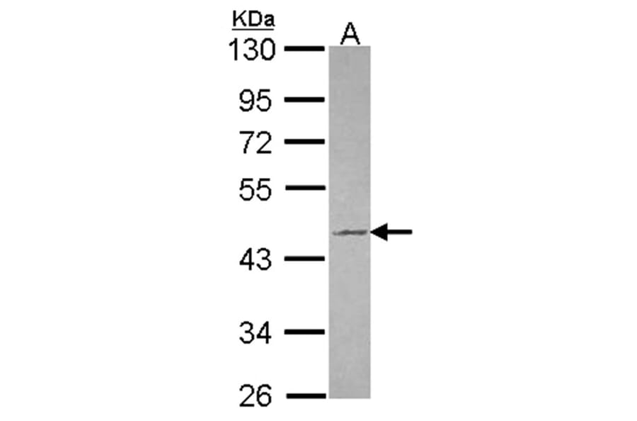 Tuftelin 1 antibody from Signalway Antibody (22036) - Antibodies.com