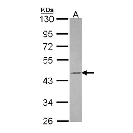 Tuftelin 1 antibody from Signalway Antibody (22036) - Antibodies.com