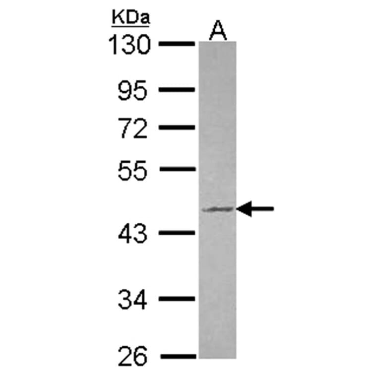 Tuftelin 1 antibody from Signalway Antibody (22036) - Antibodies.com