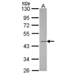 Tuftelin 1 antibody from Signalway Antibody (22036) - Antibodies.com