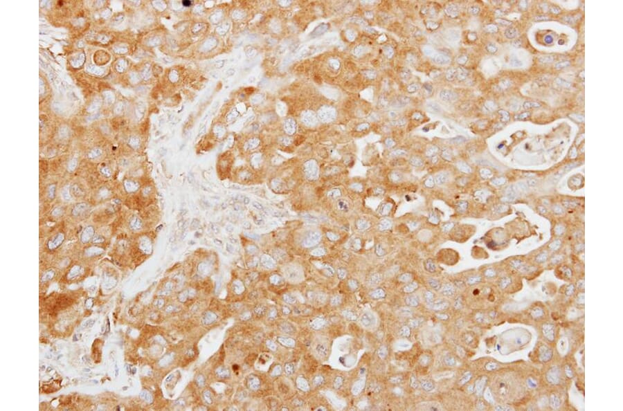 Immunohistochemistry - Tuftelin 1 antibody from Signalway Antibody (22036) - Antibodies.com