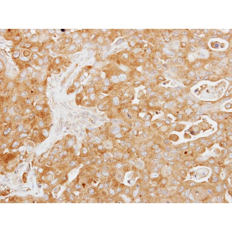 Immunohistochemistry - Tuftelin 1 antibody from Signalway Antibody (22036) - Antibodies.com