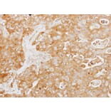 Immunohistochemistry - Tuftelin 1 antibody from Signalway Antibody (22036) - Antibodies.com