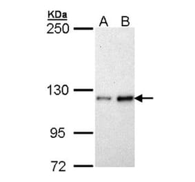 Fibulin-2 antibody from Signalway Antibody (22103) - Antibodies.com