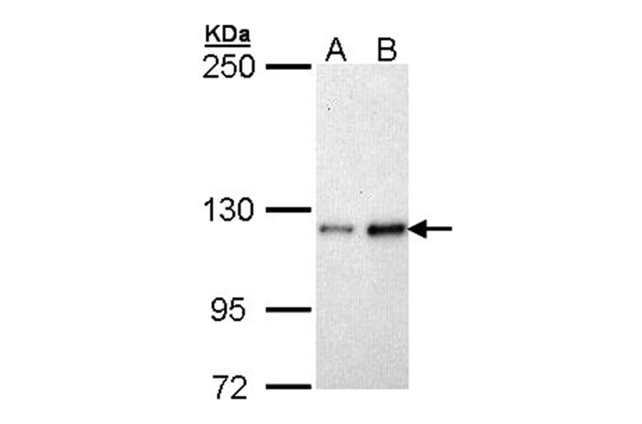 Fibulin-2 antibody from Signalway Antibody (22103) - Antibodies.com