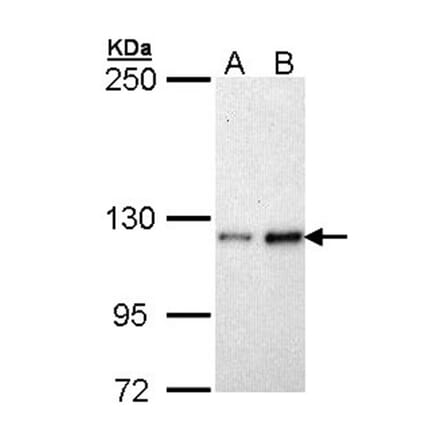 Fibulin-2 antibody from Signalway Antibody (22103) - Antibodies.com