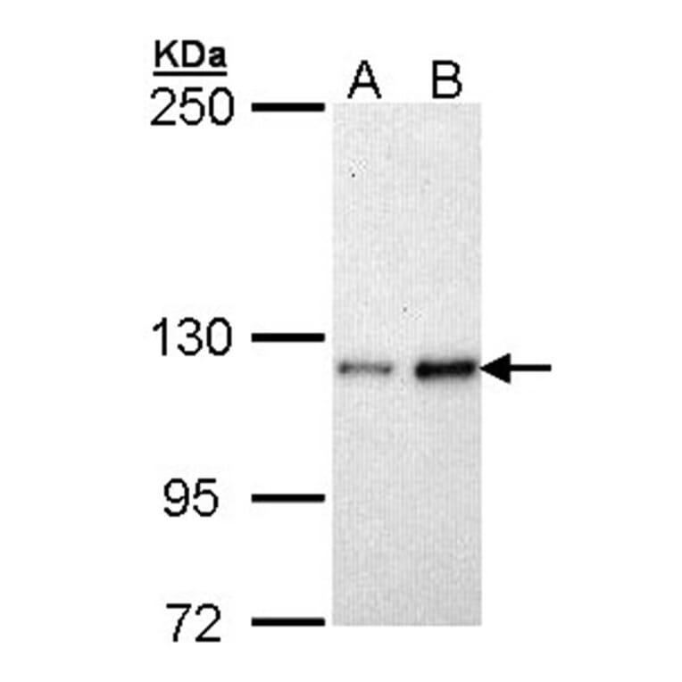 Fibulin-2 antibody from Signalway Antibody (22103) - Antibodies.com