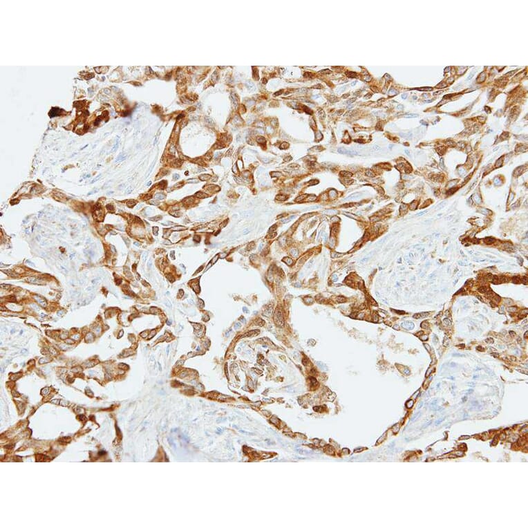 Immunohistochemistry - Fibulin-2 antibody from Signalway Antibody (22103) - Antibodies.com