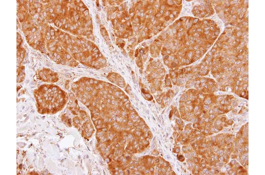 Immunohistochemistry - TCP-1 beta antibody from Signalway Antibody (22463) - Antibodies.com