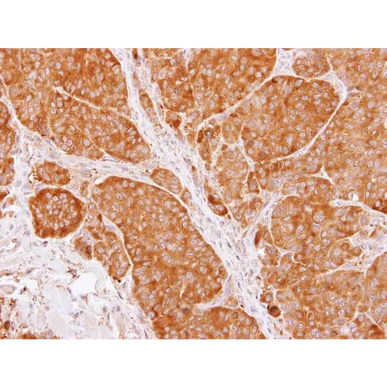 Immunohistochemistry - TCP-1 beta antibody from Signalway Antibody (22463) - Antibodies.com