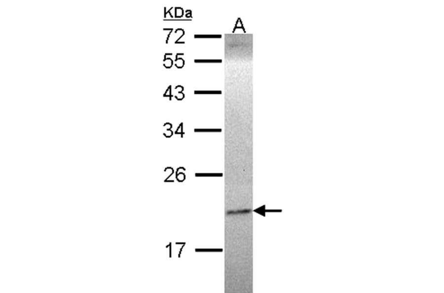 Ephrin A1 antibody from Signalway Antibody (22933) - Antibodies.com