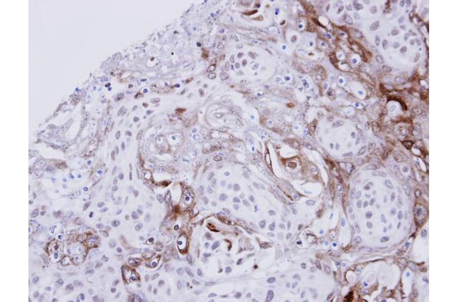 Immunohistochemistry - Ephrin A1 antibody from Signalway Antibody (22933) - Antibodies.com