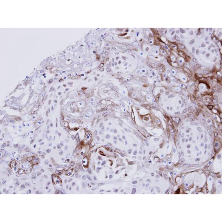 Immunohistochemistry - Ephrin A1 antibody from Signalway Antibody (22933) - Antibodies.com