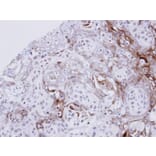 Immunohistochemistry - Ephrin A1 antibody from Signalway Antibody (22933) - Antibodies.com