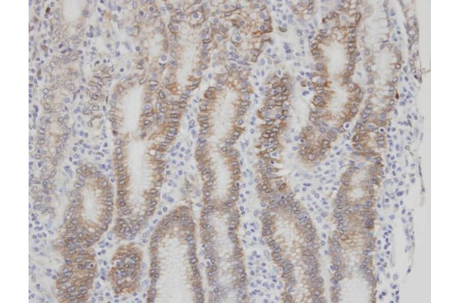 Immunohistochemistry - Factor VII antibody from Signalway Antibody (22991) - Antibodies.com
