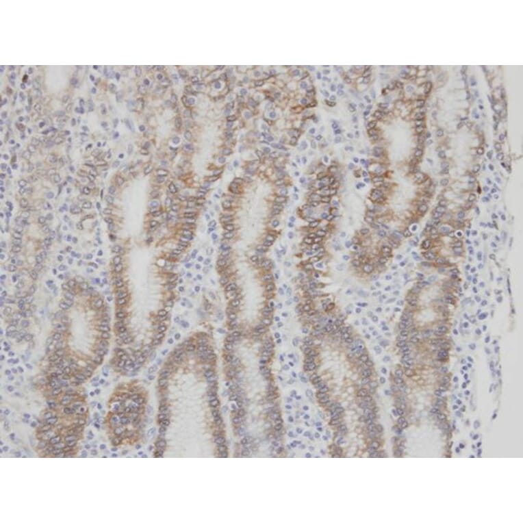 Immunohistochemistry - Factor VII antibody from Signalway Antibody (22991) - Antibodies.com