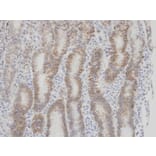 Immunohistochemistry - Factor VII antibody from Signalway Antibody (22991) - Antibodies.com