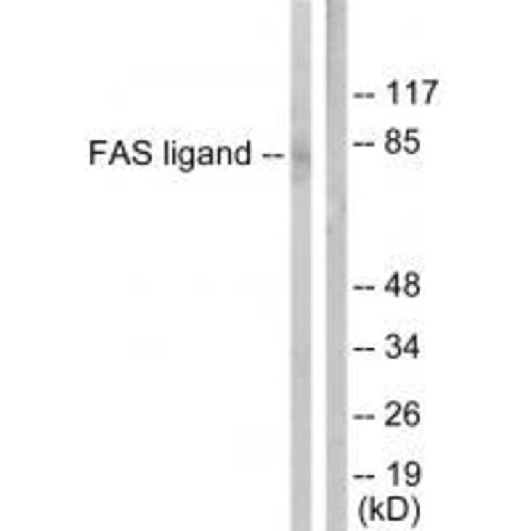 Western blot - FAS ligand Antibody from Signalway Antibody (33370) - Antibodies.com