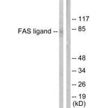 Western blot - FAS ligand Antibody from Signalway Antibody (33370) - Antibodies.com