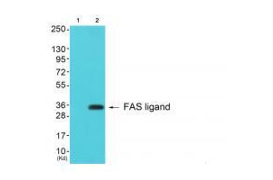 Western blot - FAS ligand Antibody from Signalway Antibody (33370) - Antibodies.com