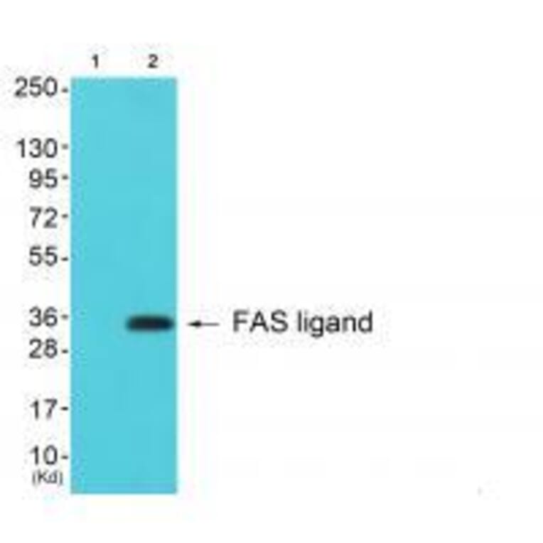 Western blot - FAS ligand Antibody from Signalway Antibody (33370) - Antibodies.com