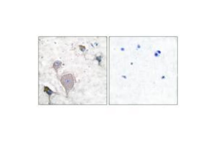 Immunohistochemistry - Peripherin Antibody from Signalway Antibody (33471) - Antibodies.com