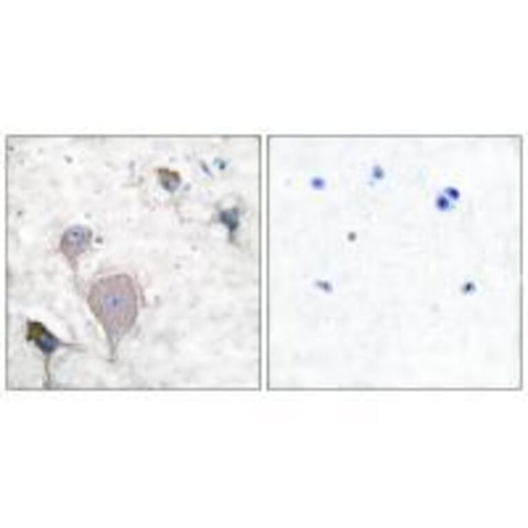 Immunohistochemistry - Peripherin Antibody from Signalway Antibody (33471) - Antibodies.com