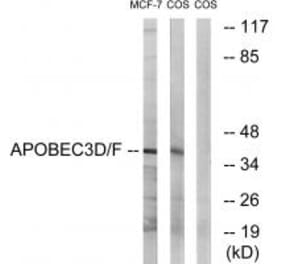 Western blot - APOBEC3D/F Antibody from Signalway Antibody (34926) - Antibodies.com