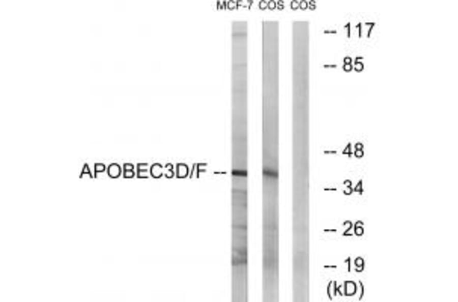 Western blot - APOBEC3D/F Antibody from Signalway Antibody (34926) - Antibodies.com