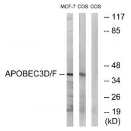 Western blot - APOBEC3D/F Antibody from Signalway Antibody (34926) - Antibodies.com