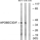 Western blot - APOBEC3D/F Antibody from Signalway Antibody (34926) - Antibodies.com