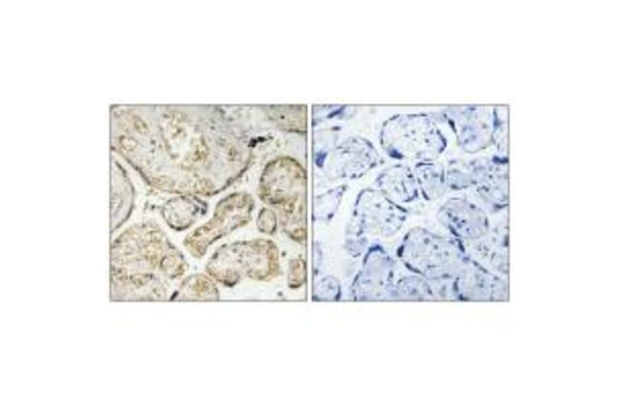 Immunohistochemistry - APOBEC3D/F Antibody from Signalway Antibody (34926) - Antibodies.com
